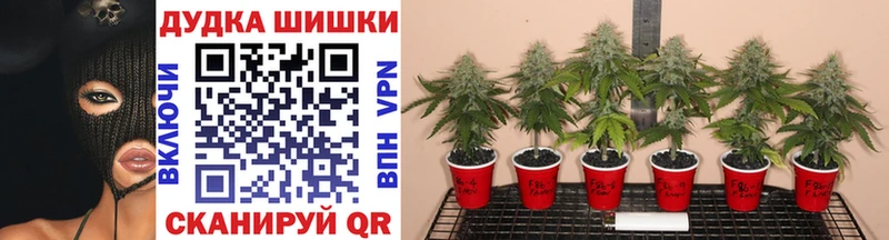 Бошки марихуана гибрид  Купить где  Кувшиново 